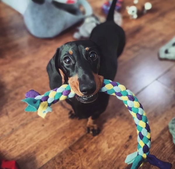 TUG OF WAR DOGS STRONG DURABLE DOG TOY TUG ROPE